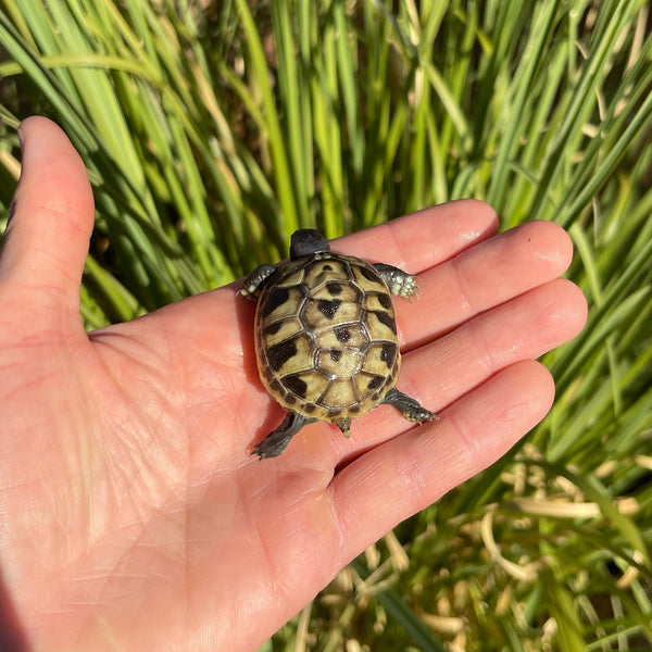 Eastern Hermann’s Tortoise Hatchling Split Scutes #1S