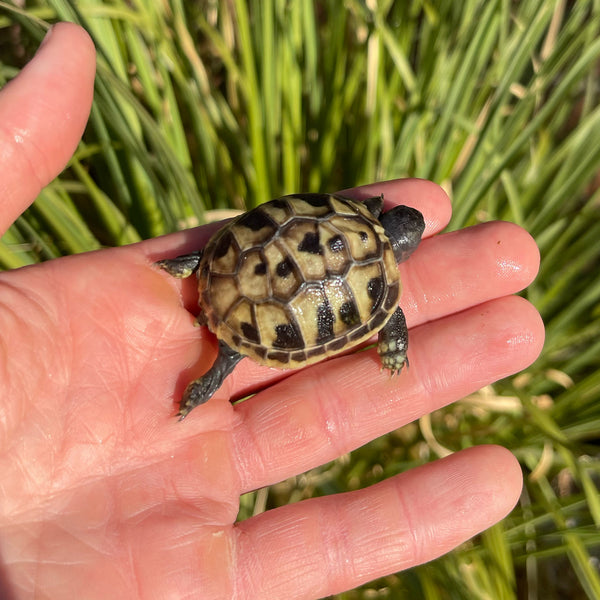 Eastern Hermann’s Tortoise Hatchling Split Scutes #1S