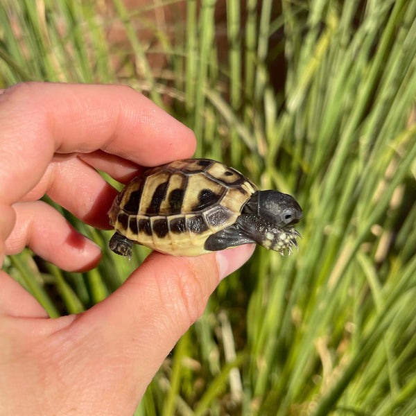 Eastern Hermann’s Tortoise Hatchling Split Scutes #1S