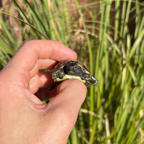 Eastern Hermann’s Tortoise Hatchling Split Scutes #1S