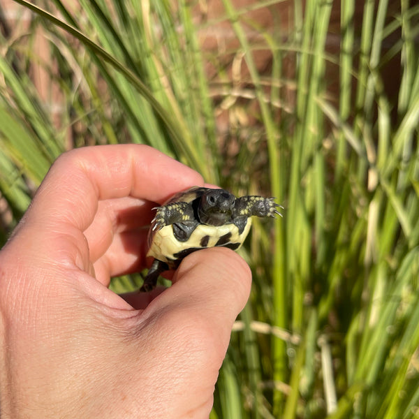 Eastern Hermann’s Tortoise Hatchling Split Scutes #1S