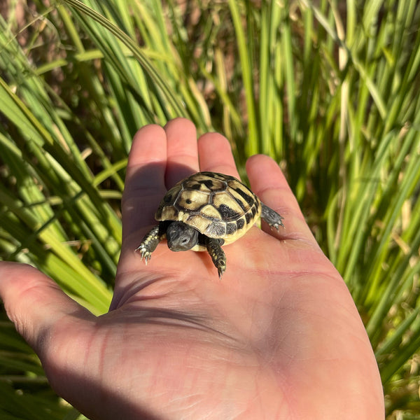 Eastern Hermann’s Tortoise Hatchling Split Scutes #1S