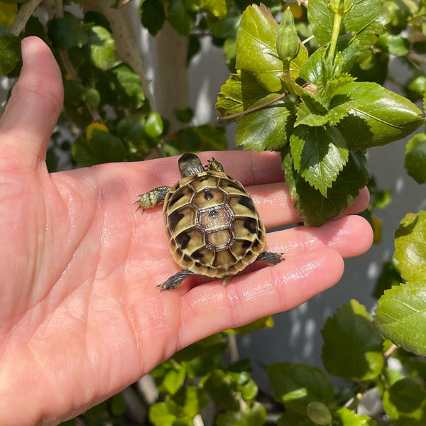 Eastern Hermann’s Tortoise Hatchling #H3