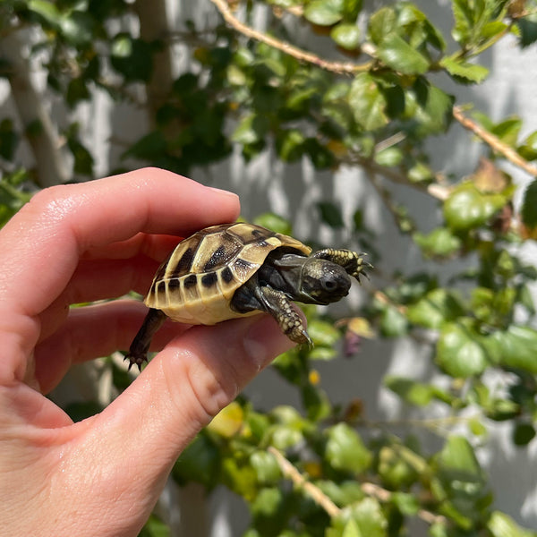 Eastern Hermann’s Tortoise Hatchling #H3