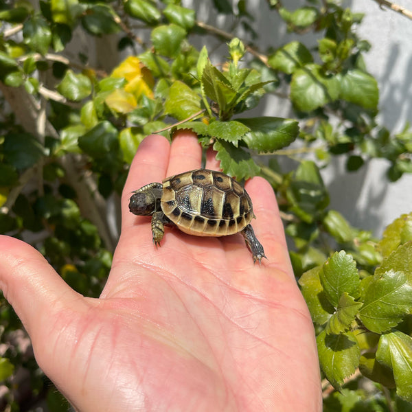 Eastern Hermann’s Tortoise Hatchling #H3