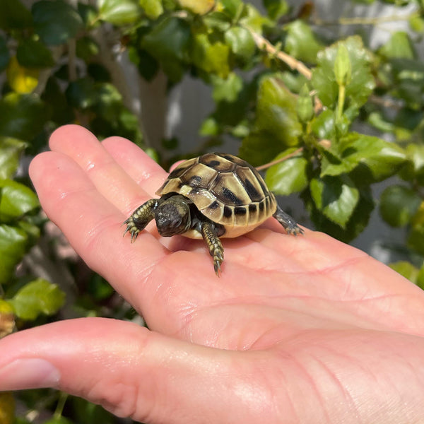 Eastern Hermann’s Tortoise Hatchling #H3