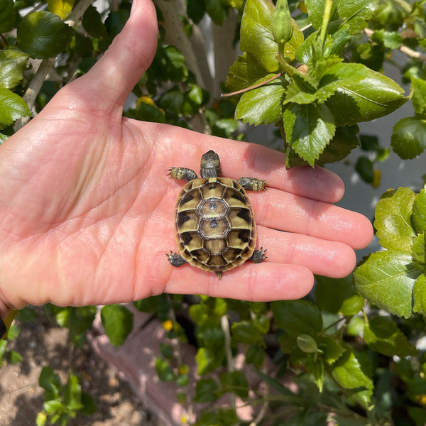 Eastern Hermann’s Tortoise Hatchling #H3