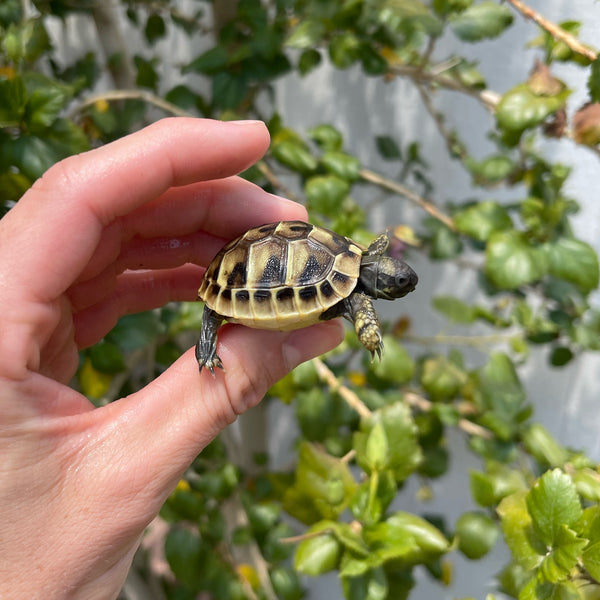 Eastern Hermann’s Tortoise Hatchling #H3