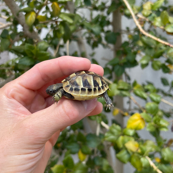 Eastern Hermann’s Tortoise Hatchling #H3