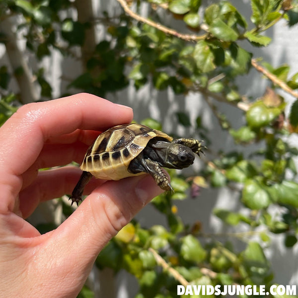 Eastern Hermann’s Tortoise Hatchling #H3