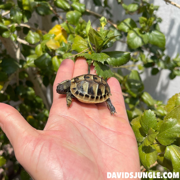 Eastern Hermann’s Tortoise Hatchling #H3