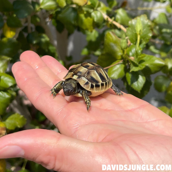 Eastern Hermann’s Tortoise Hatchling #H3