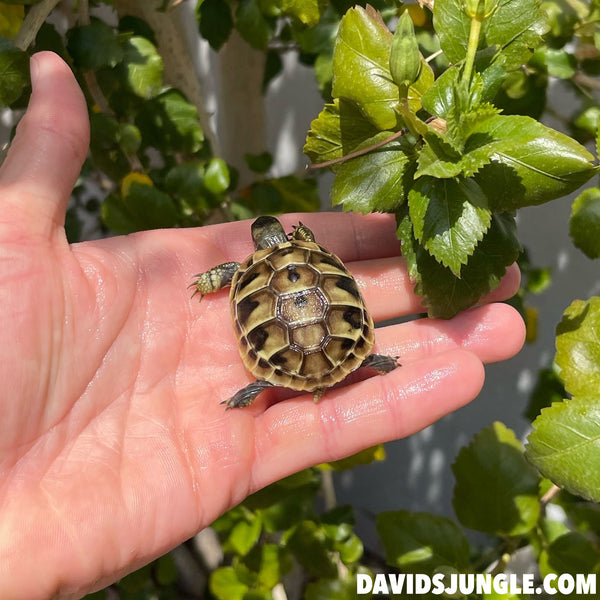 Eastern Hermann’s Tortoise Hatchling #H3