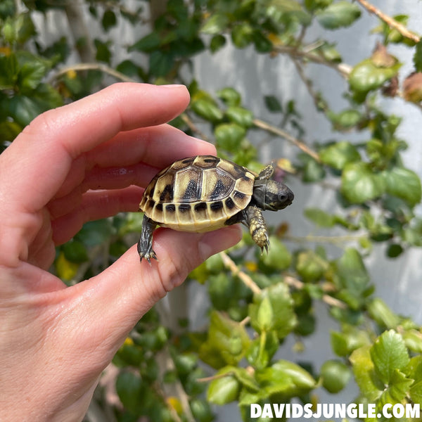 Eastern Hermann’s Tortoise Hatchling #H3