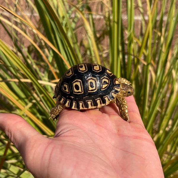 Leopard Tortoise (Pardalis Babcocki) Well Started #O1