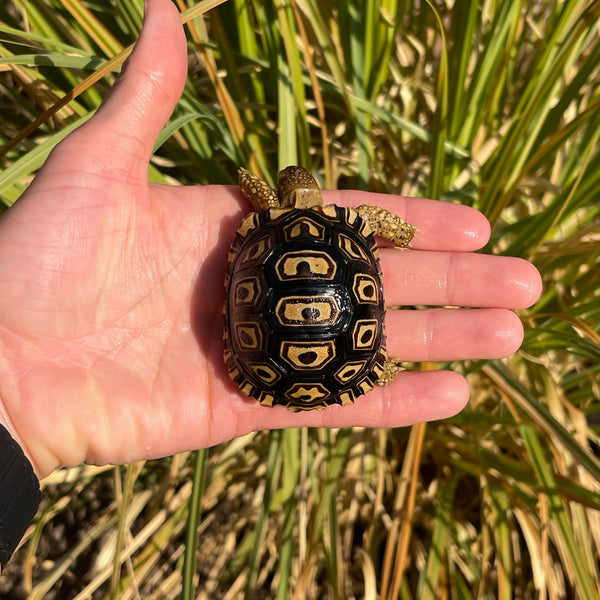 Leopard Tortoise (Pardalis Babcocki) Well Started #O1