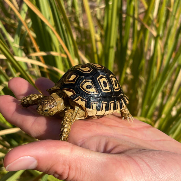 Leopard Tortoise (Pardalis Babcocki) Well Started #O1