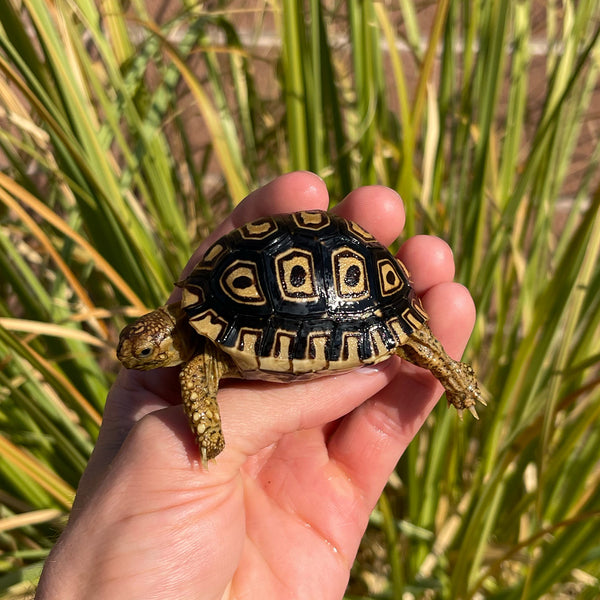 Leopard Tortoise (Pardalis Babcocki) Well Started #O1