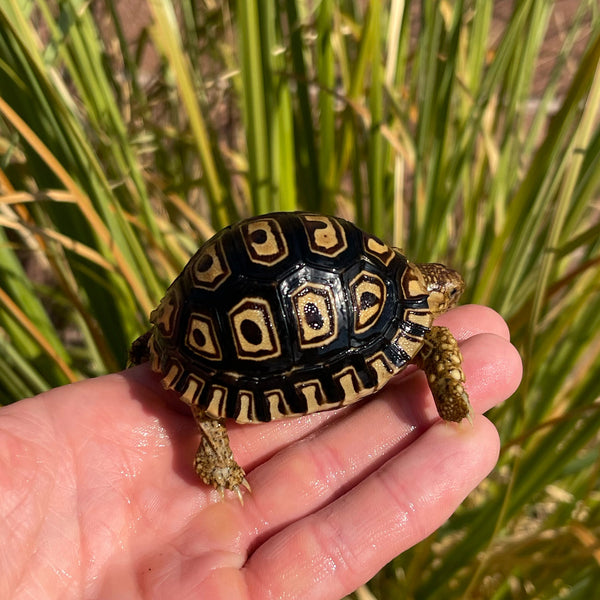 Leopard Tortoise (Pardalis Babcocki) Well Started #O1