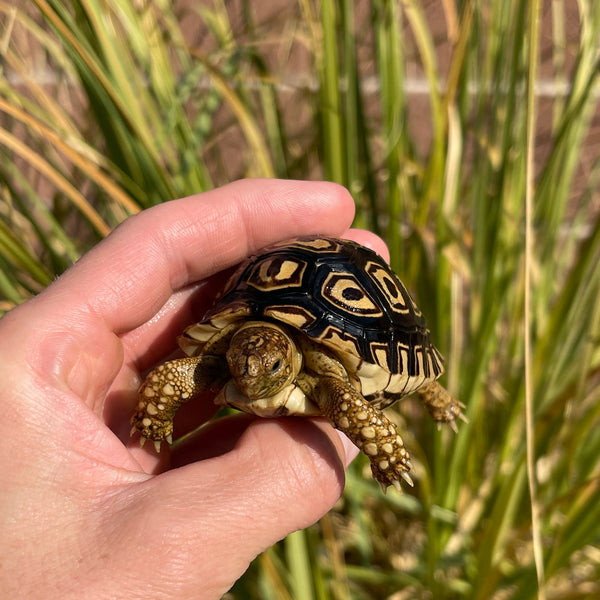 Leopard Tortoise (Pardalis Babcocki) Well Started #O1