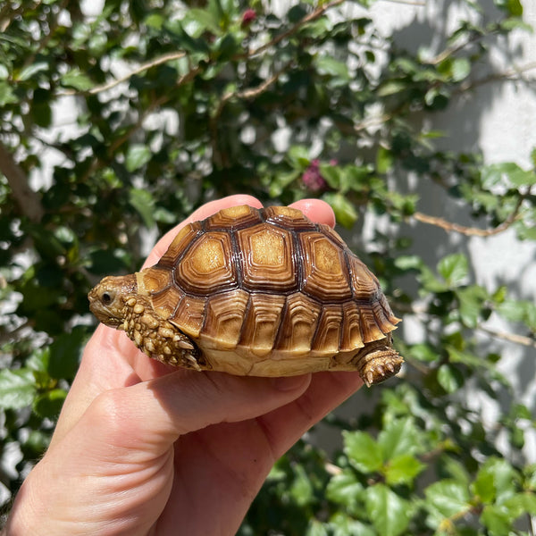 1 Yr Old Sulcata Tortoise