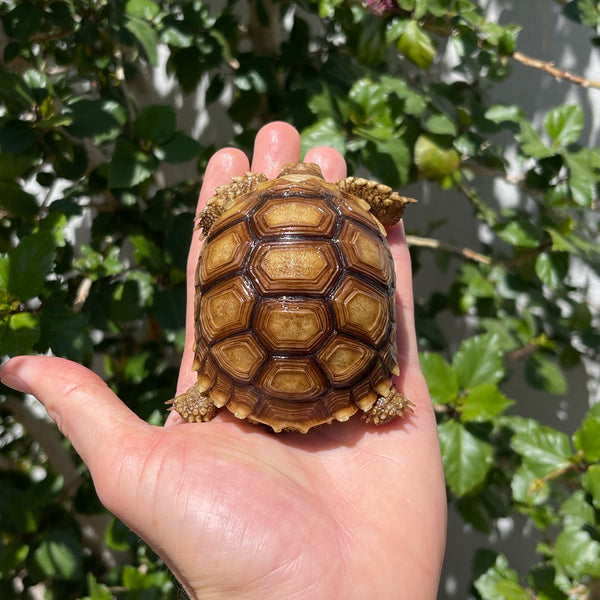 1 Yr Old Sulcata Tortoise – David's Jungle