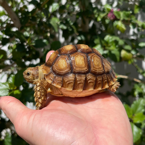 1 Yr Old Sulcata Tortoise