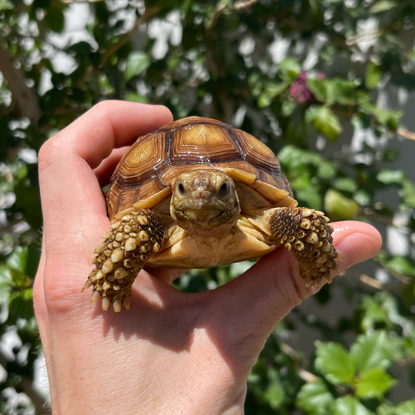 1 Yr Old Sulcata Tortoise