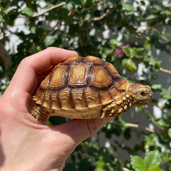 1 Yr Old Sulcata Tortoise