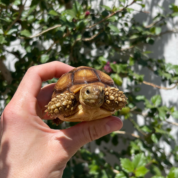 1 Yr Old Sulcata Tortoise