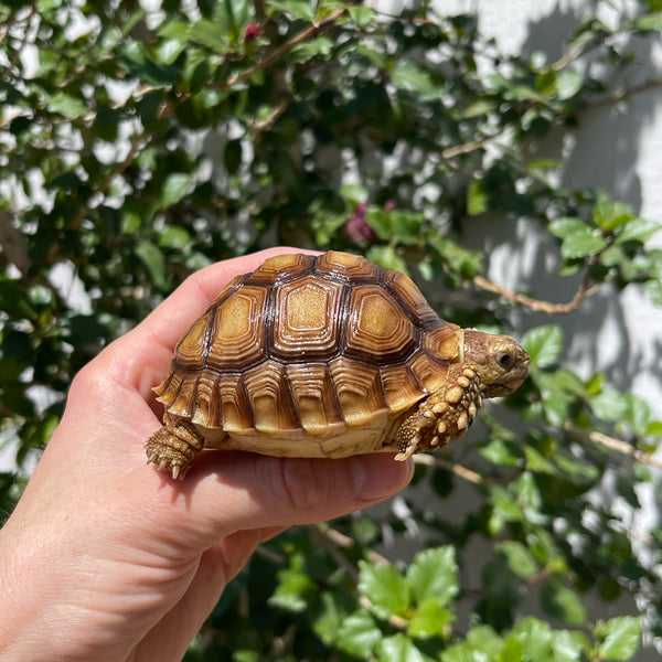 1 Yr Old Sulcata Tortoise