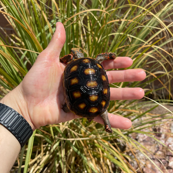 1 Yr Old Redfoot Tortoise