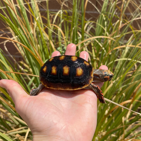 1 Yr Old Redfoot Tortoise