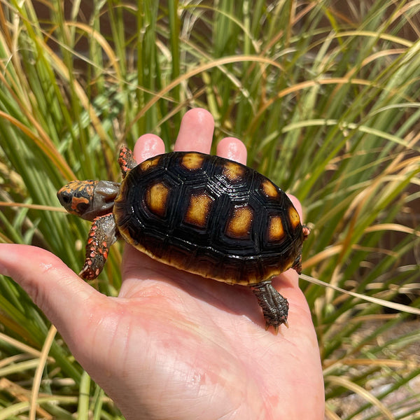 1 Yr Old Redfoot Tortoise