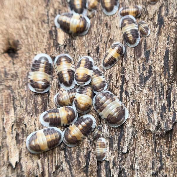 Cubaris sp. "Cappuccino"