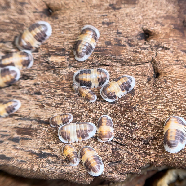 Cubaris sp. "Cappuccino"