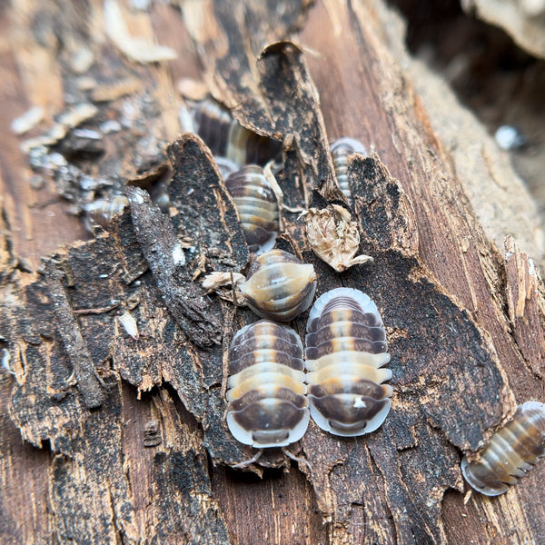 Cubaris sp. "Cappuccino"