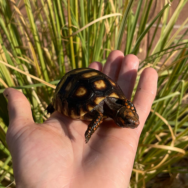 Cherryhead Tortoise #C2