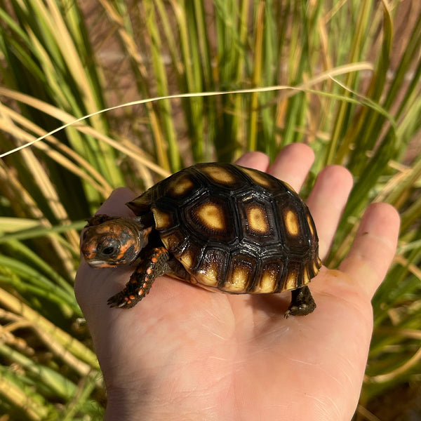 Cherryhead Tortoise #C2