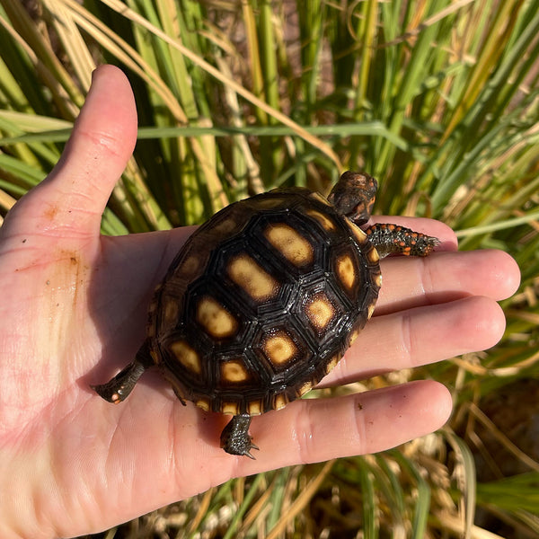 Cherryhead Tortoise #C2