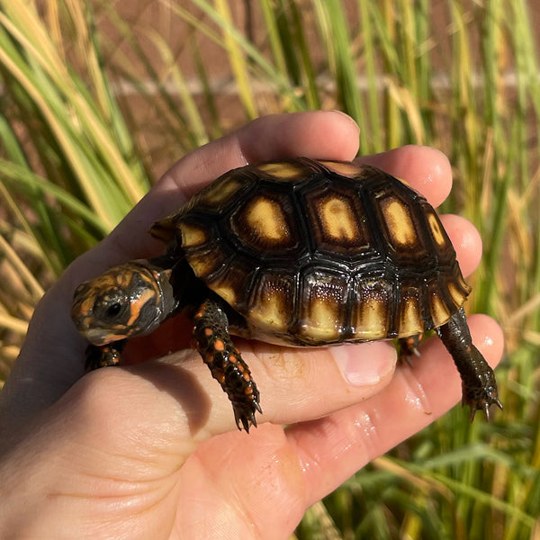 Cherryhead Tortoise #C3