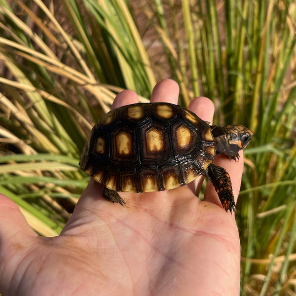 Cherryhead Tortoise #C3