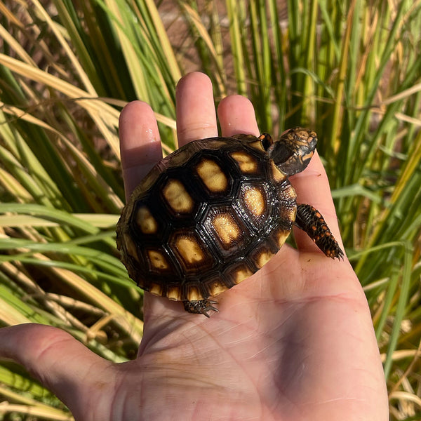 Cherryhead Tortoise #C3