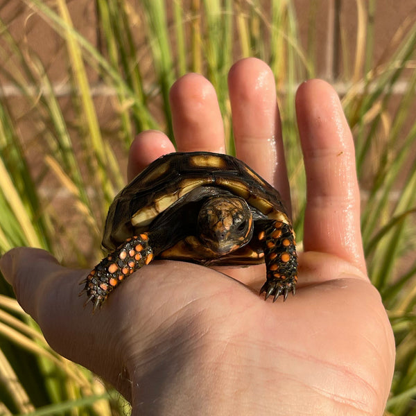 Cherryhead Tortoise #C3