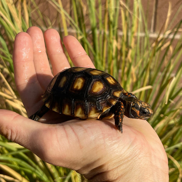 Cherryhead Tortoise #C3