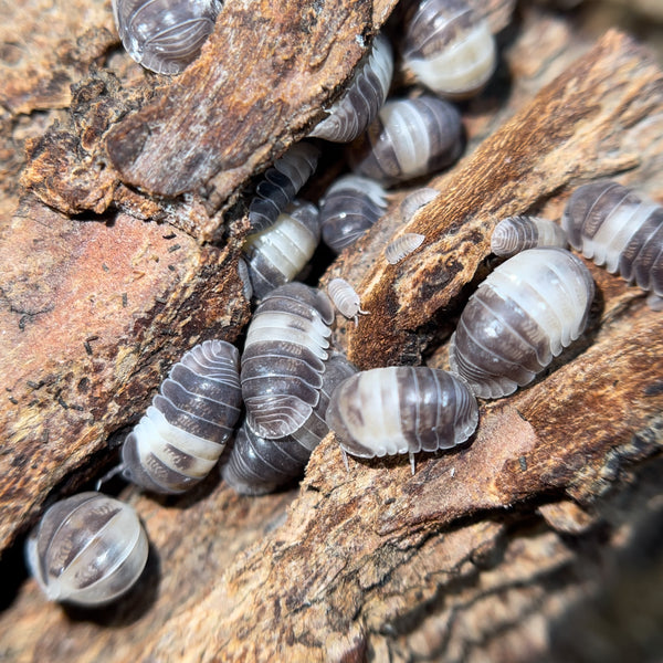 Cubaris sp. "Panda King"