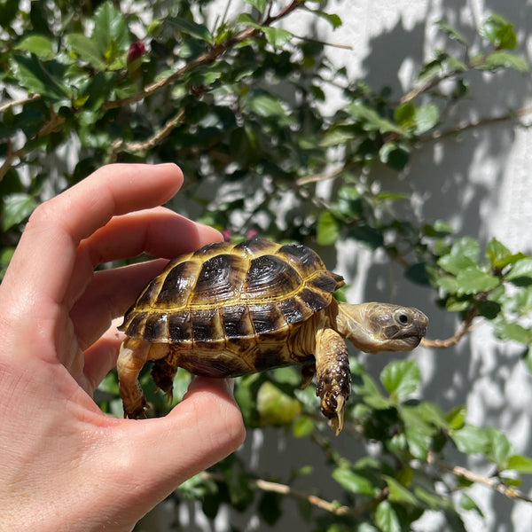 Russian Tortoise 10 Months Old #4R