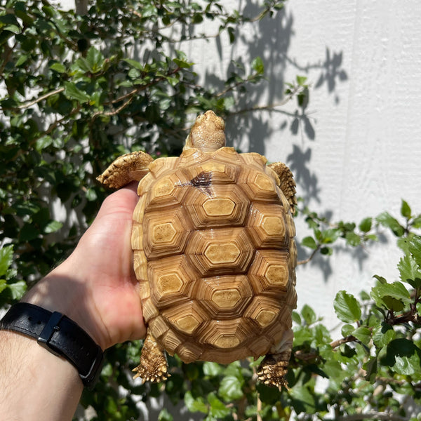 Female Paradox Ivory Sulcata Tortoise
