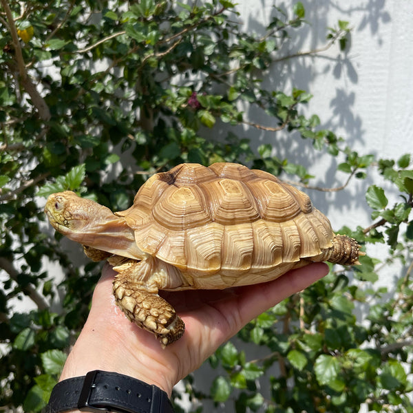 Female Paradox Ivory Sulcata Tortoise