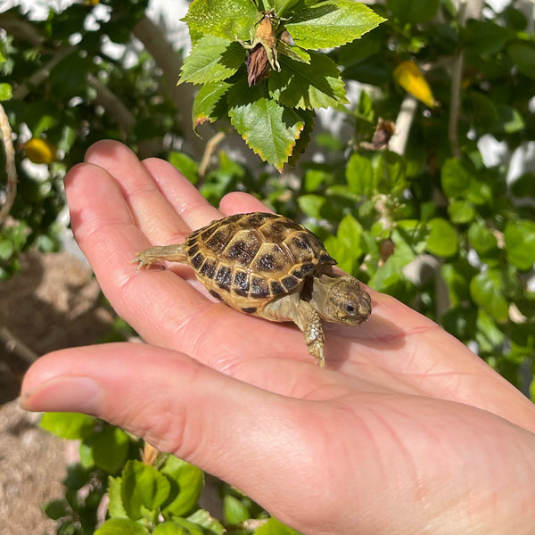 Russian Tortoise #2R